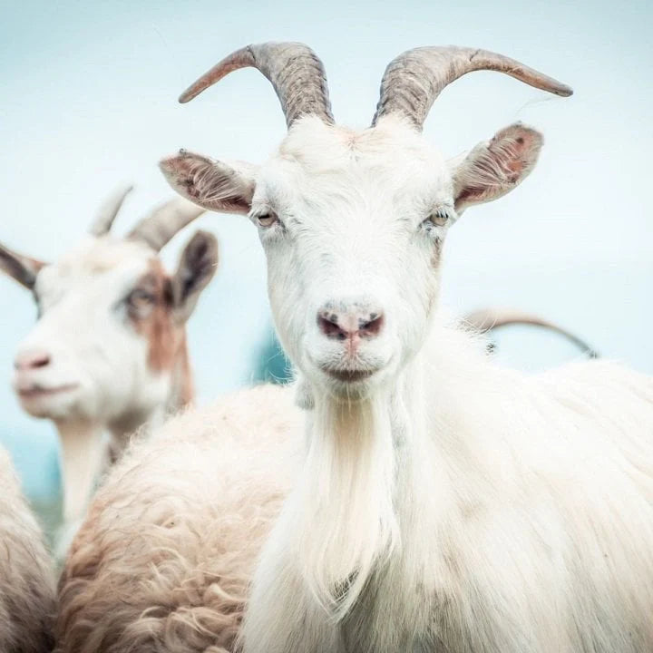 Goats