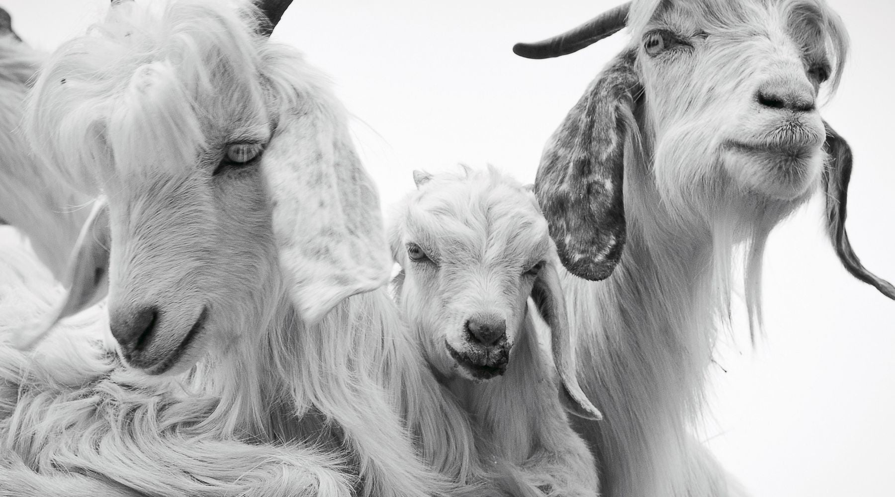 Understanding Sustainable Cashmere