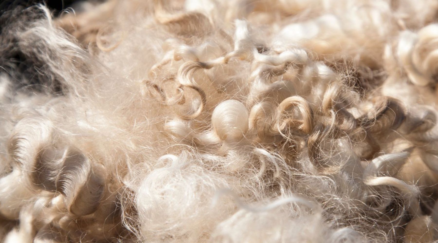 What's The Difference Between Cashmere, Merino, Mohair, and Wool?